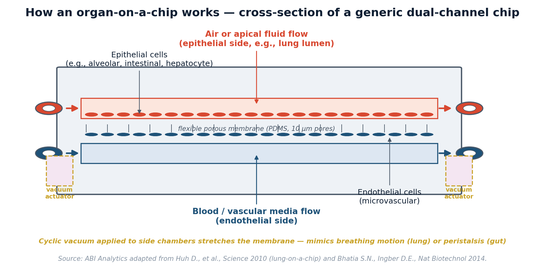 OoC cross-section diagram
